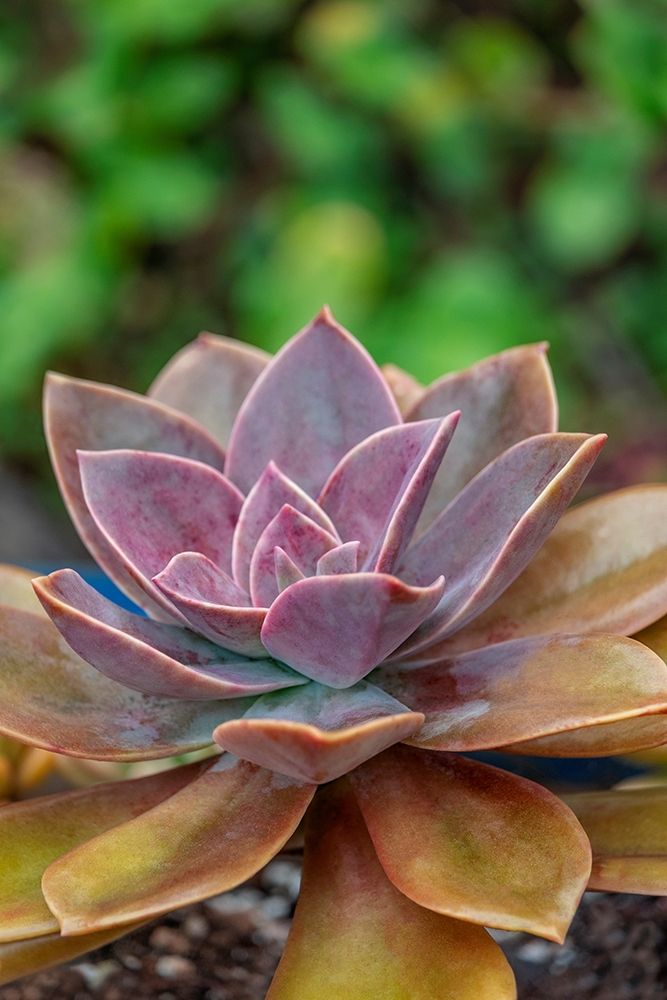 Ghost plant-succulent